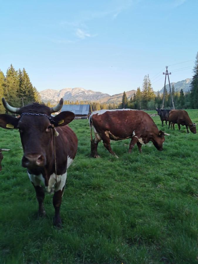 Drewniany Szafran Holiday home Witow (Tatra)